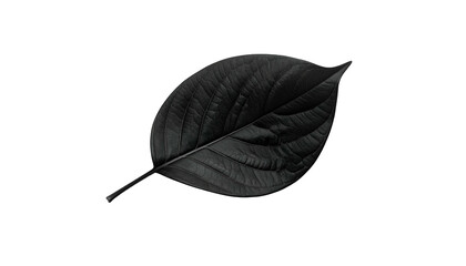 A singular dark leaf, sharply detailed, against a pure black backdrop