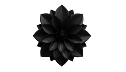 A striking studio shot of a perfectly black dahlia blossom against a stark black backdrop
