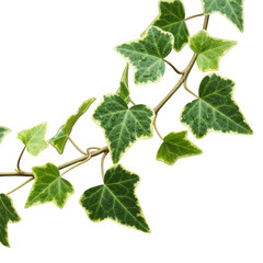 Fototapeta premium Ivy leaves, isolated on transparent background