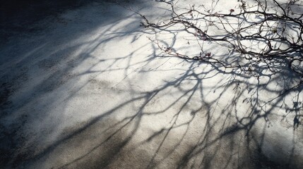 Concrete surface with intricate branch and twig shadows, winter sunlight, sharp details 