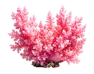 Close-up of vibrant pink coral, cut-out against a black background
