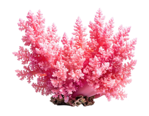 Close-up of vibrant pink coral, cut-out against a black background