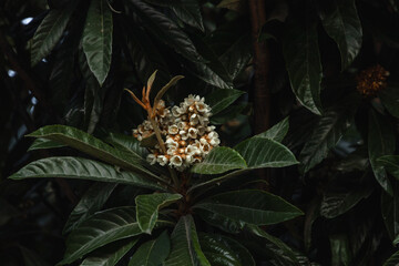 Flowering of the Japanese medlar (Eriobotrya japonica), also known as loquat. Flowering Japanese honeydew (Eriobotrya Japonica) on a blurred background.