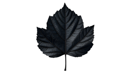 Detailed, grayscale image of a single leaf, isolated against a black background
