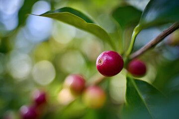 Macro orbit shot of ripe coffee cherry in sharp focus with blurred cherries and green leaves in background swaying in soft sunlight
