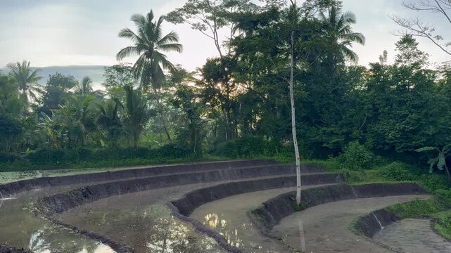 Water-filled terraced rice fields reflect the tropical sky and lush green trees, a beautiful agricultural landscape video.