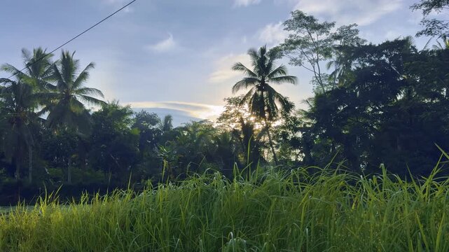 The golden morning light illuminates the tall green grass gently blown by the wind. Sunrise nature video