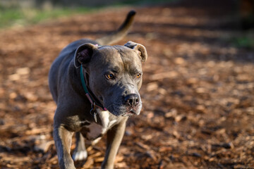 Fiber installation project, street, sidewalk, lawn and garden dug up for installation and then refilled with gravel and patched with asphalt or grass
