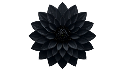 A symmetrical, detailed black flower with multiple layers of petals against a stark background