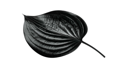 Shiny, black, stylized leaf with prominent veins and a smooth, reflective surface