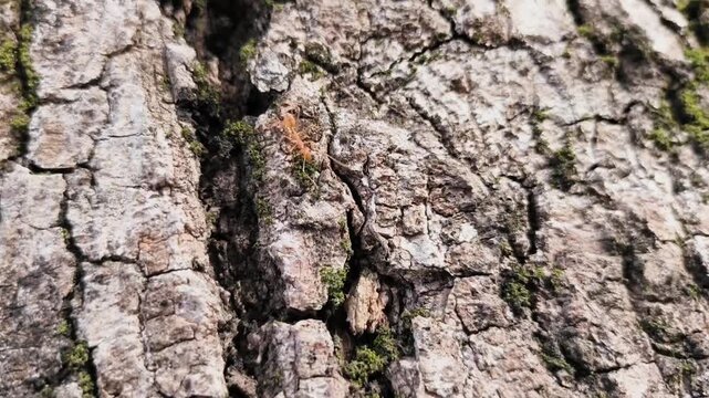 the video shows an Asian weaver ant (Oecophylla smaragdina) on a tree trunk. These ants are known for their unique nest-building behavior. 