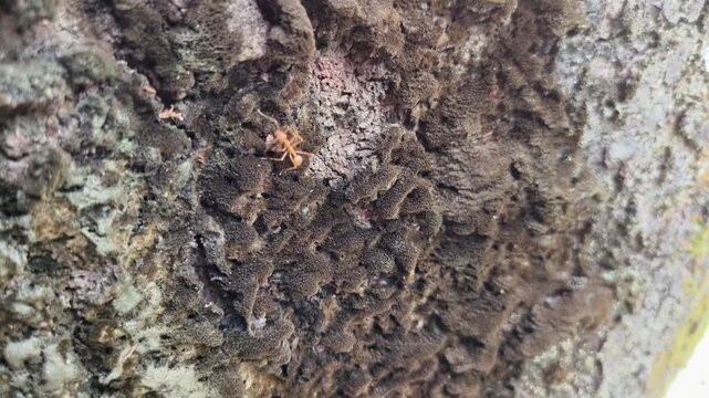the video shows an Asian weaver ant (Oecophylla smaragdina) on a tree trunk. These ants are known for their unique nest-building behavior. 
