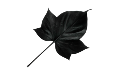 A single, black leaf, seen from the underside, set against a stark, black background