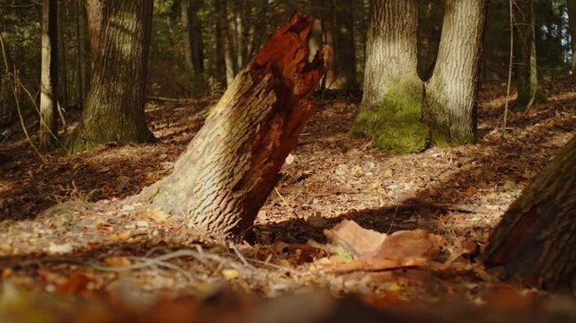 dramatic shot of dawn light raking through forest