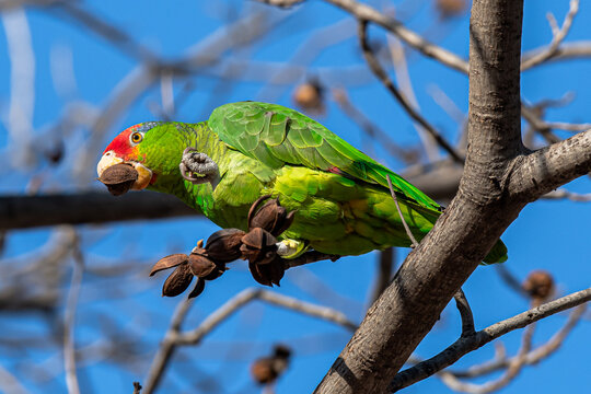Perico comiendo