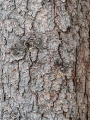 Bark texture and background of a old fir tree trunk. Detailed bark texture. Natural background