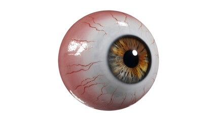 Brown Eyed Human Eyeball with Red Veins, Isolated on White