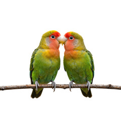 Two Lovebirds Perched Together on a Branch