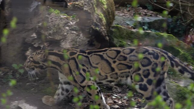 Pan-left footage of a rare clouded leopard. Featuring its cloud-like spots and powerful movements as it explores a simulated forest habitat in a zoo.