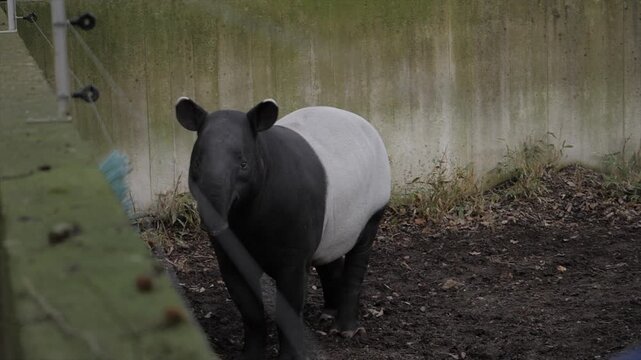 A rare Malayan tapir in a zoo. Featuring its unique two-toned coat and interaction with an enrichment tool in a secure, dirt-covered habitat.