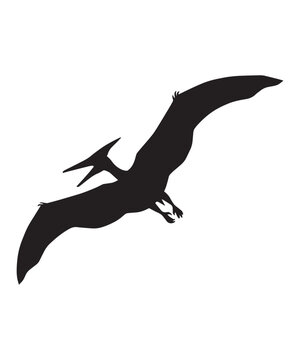 Black silhouette illustration of a prehistoric pterodactyl flying isolated on a white background