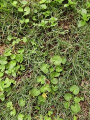 green grass background