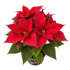 Vibrant red poinsettia flower in a pot isolated on transparent background
