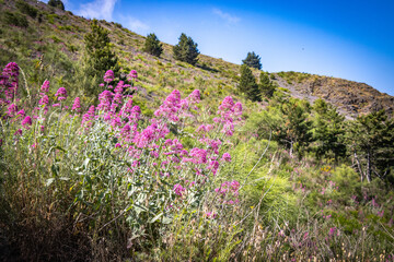 Obraz premium flowers on the slopes of mount vesuvius, vegetation on mount vesuvius, flora, volcano, naples, napoli, italy