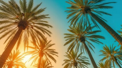 Palm trees against a vibrant sunset sky isolated on transparent background