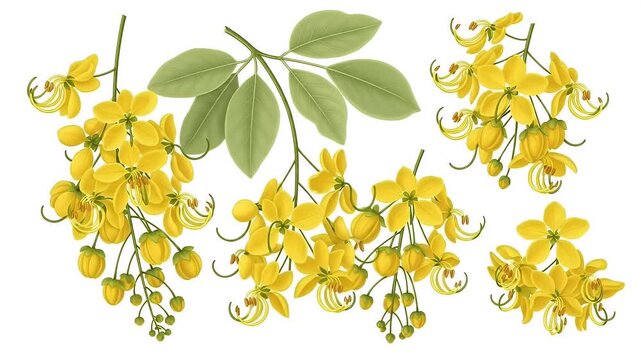 Golden Shower Tree Flower Clusters Yellow Blossoms Green Leaves Detailed Botanical Illustration