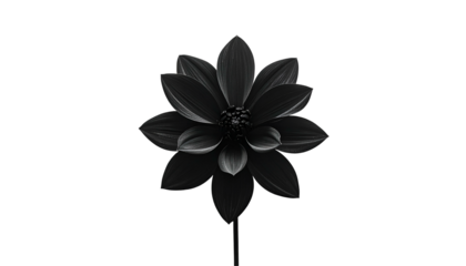 A grayscale image features a fully bloomed flower with layered petals against a stark black backdrop