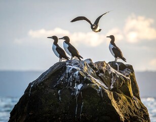 Several dark-bodied birds with white chests perch on a sunlit rock, one takes flight above them against the sky