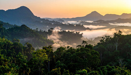 A view of the jungle from the top of the mountain beautiful scenery of trees growing on mountain
8