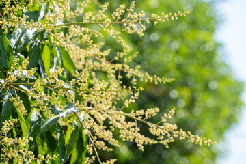 Yellow Mango blossoms or mango bouquet flower blooming on the mango trees in the garden.