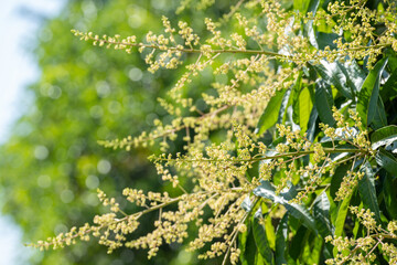 Yellow Mango blossoms or mango bouquet flower blooming on the mango trees in the garden.