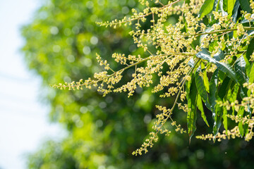 Yellow Mango blossoms or mango bouquet flower blooming on the mango trees in the garden.