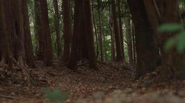 World Heritage Kumano Kodo Ohechi &ndash; Nittahiramimichi Edo‑Period Stone Pavement, Kushimoto, Wakayama 世界遺産・熊野古道大辺路「新田平見道・江戸時代の石畳道」和歌山県串本町