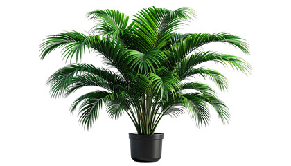 Potted green palm plant, detailed fronds, dark pot, isolated on black