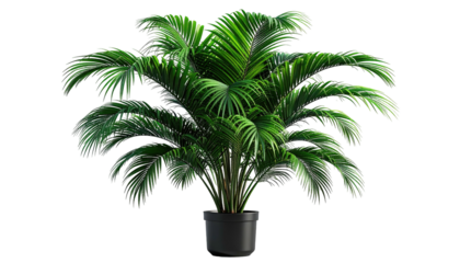 Potted green palm plant, detailed fronds, dark pot, isolated on black