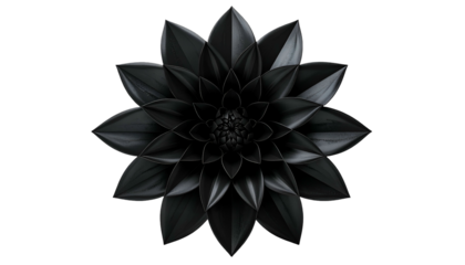 A stark, studio image of a dark floral bloom, radiating from a central point