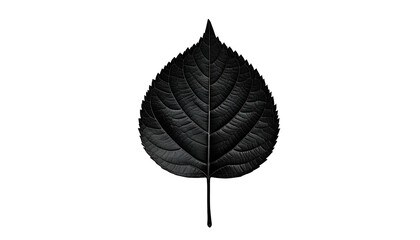 A single, textured leaf in shades of gray against a stark, black background