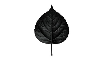 A single, textured leaf in shades of gray against a stark, black background
