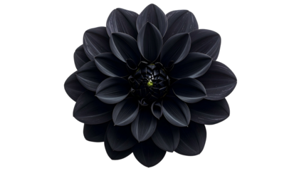A close-up, top-down view of a fully bloomed, black flower against a black background