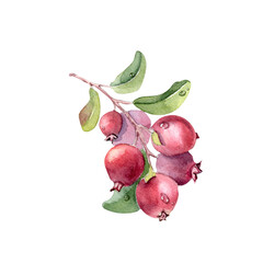 Lingonberry watercolor illustration isolated on white. Northern berries on a branch with green leaves and red berries artwork. Hand painted vibrant berry for design element.