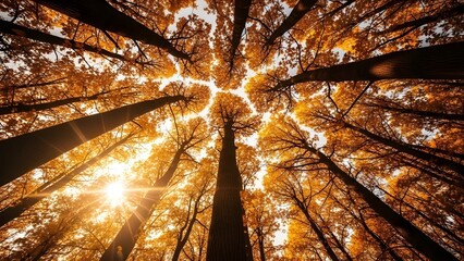 Looking up through a dense autumn forest canopy with vibrant orange leaves and bright sunlight filtering through the tall trees.