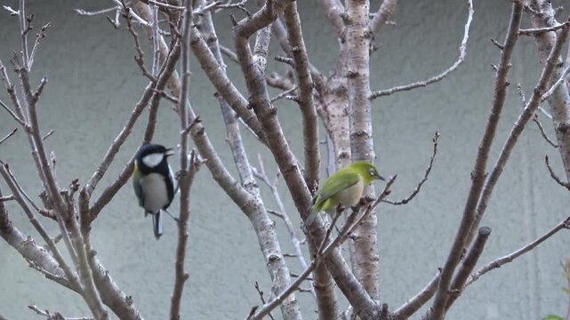 木の枝に止まり、それぞれ牛脂を食べて飛び去るメジロとシジュウカラ  冬の野鳥  4K