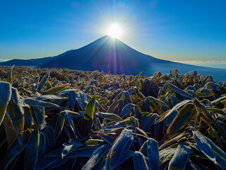 厳冬の朝の山梨県富士河口湖町 竜ヶ岳山頂から熊笹越しのダイヤモンド富士