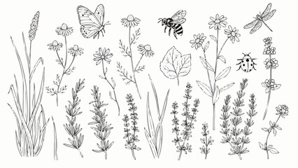 Hand drawn illustrations of various wildflowers and insects. © Dandi