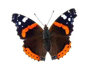 Butterfly with black, orange, and white markings, spread wings, white background