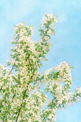 Crabapple blossoms blooming on the branches in spring